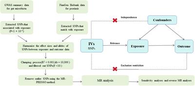 Genetic insights into the gut microbiota and risk of psoriasis: a bidirectional mendelian randomization study